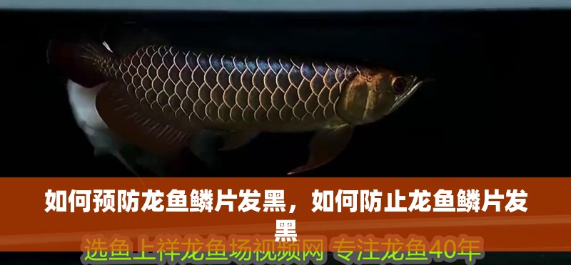 如何預防龍魚鱗片發(fā)黑，如何防止龍魚鱗片發(fā)黑