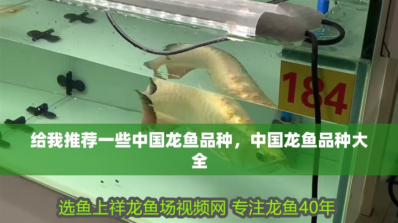 給我推薦一些中國龍魚品種，中國龍魚品種大全