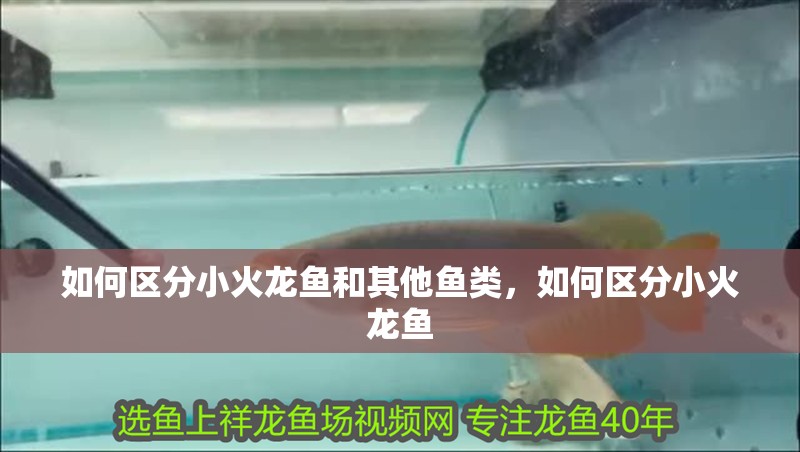 如何區(qū)分小火龍魚和其他魚類，如何區(qū)分小火龍魚