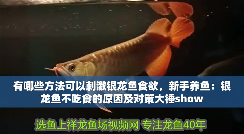 有哪些方法可以刺激銀龍魚食欲，新手養(yǎng)魚：銀龍魚不吃食的原因及對策大錘show
