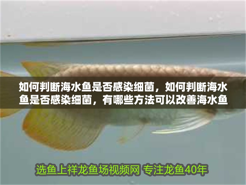 如何判斷海水魚是否感染細菌，如何判斷海水魚是否感染細菌，有哪些方法可以改善海水魚水質