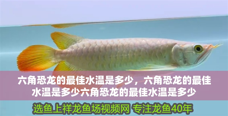 六角恐龍的最佳水溫是多少，六角恐龍的最佳水溫是多少六角恐龍的最佳水溫是多少