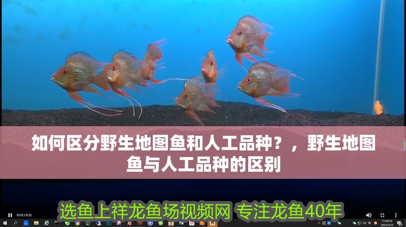 如何區分野生地圖魚和人工品種？，野生地圖魚與人工品種的區別