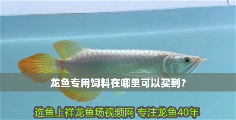 龍魚專用飼料在哪里可以買到？