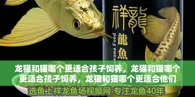 龍貓和貓哪個更適合孩子飼養，龍貓和貓哪個更適合孩子飼養，龍貓和貓哪個更適合他們