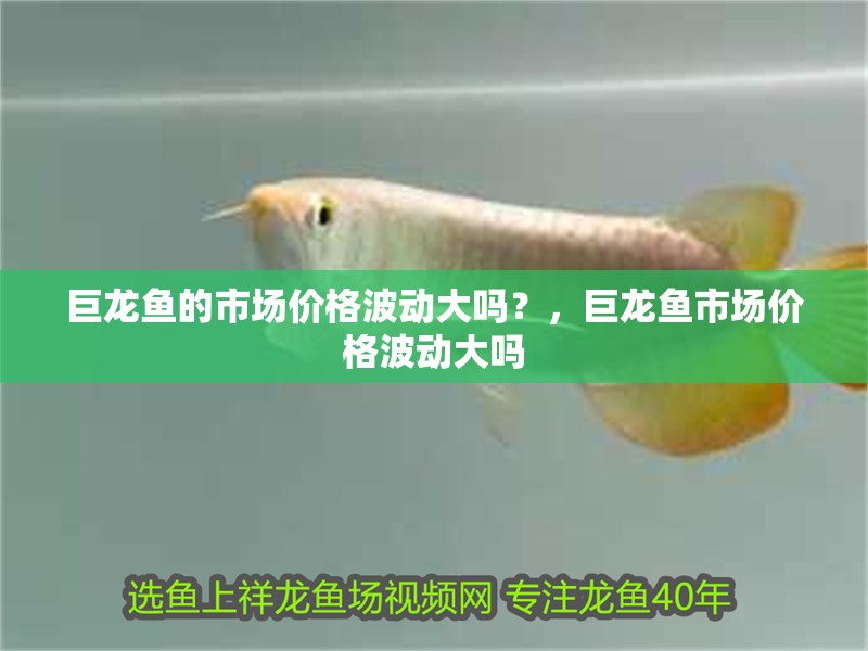 巨龍魚的市場價格波動大嗎？，巨龍魚市場價格波動大嗎