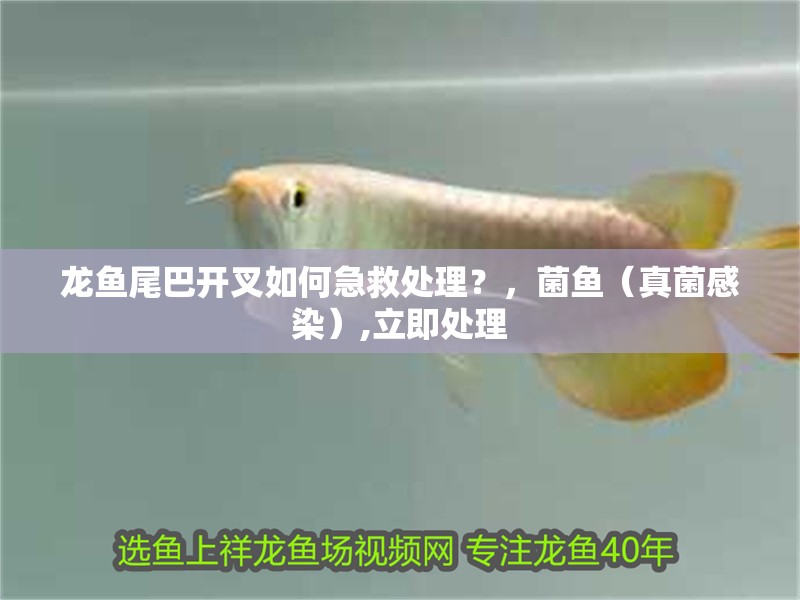 龍魚尾巴開(kāi)叉如何急救處理？，菌魚（真菌感染）,立即處理