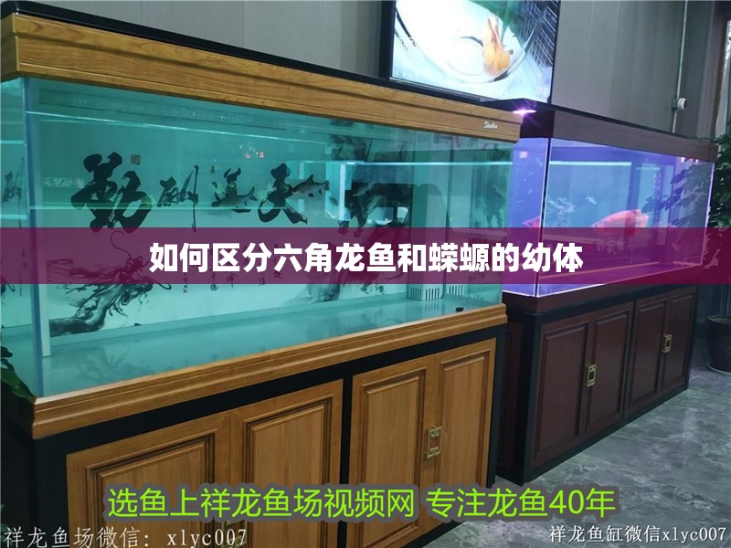 如何區分六角龍魚和蠑螈的幼體