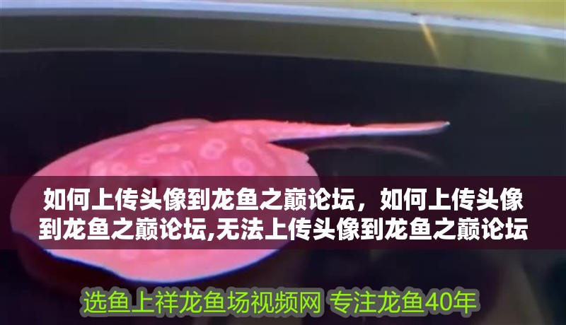 如何上傳頭像到龍魚之巔論壇,如何上傳頭像到龍魚之巔論壇,無法上傳頭像到龍魚之巔論壇