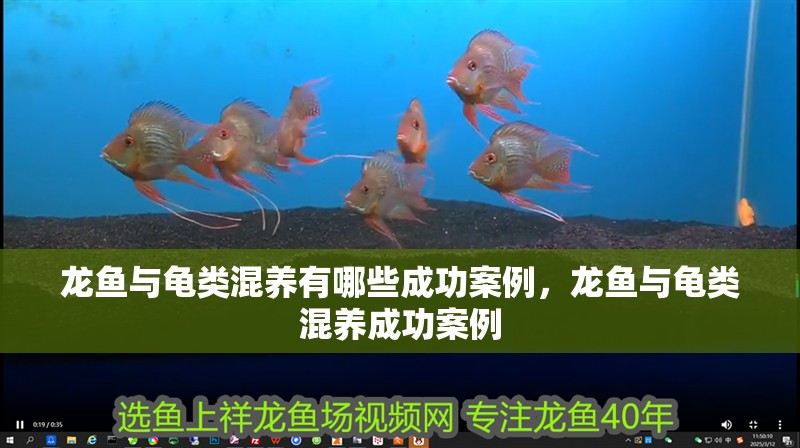 龍魚與龜類混養(yǎng)有哪些成功案例，龍魚與龜類混養(yǎng)成功案例
