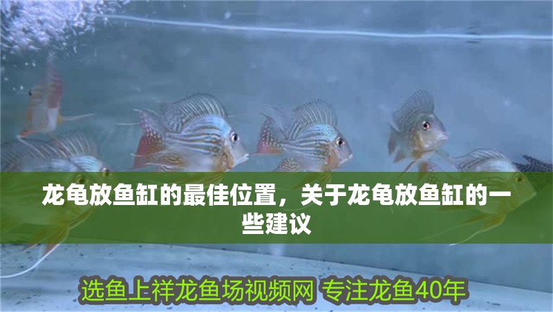 龍龜放魚缸的最佳位置，關于龍龜放魚缸的一些建議