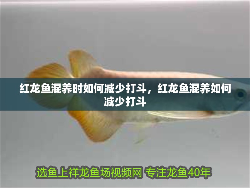 紅龍魚混養(yǎng)時如何減少打斗，紅龍魚混養(yǎng)如何減少打斗