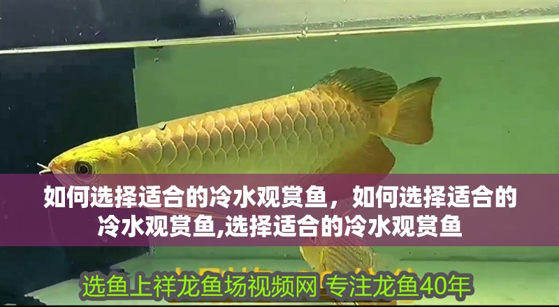 如何選擇適合的冷水觀賞魚，如何選擇適合的冷水觀賞魚,選擇適合的冷水觀賞魚
