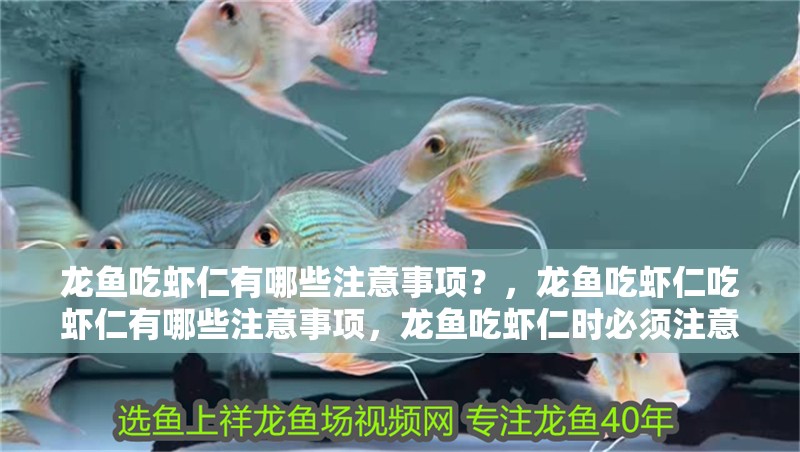 龍魚吃蝦仁有哪些注意事項？，龍魚吃蝦仁吃蝦仁有哪些注意事項，龍魚吃蝦仁時必須注意的事項