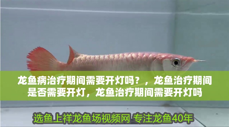 龍魚病治療期間需要開燈嗎？，龍魚治療期間是否需要開燈，龍魚治療期間需要開燈嗎