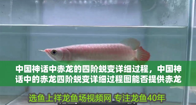 中國神話中赤龍的四階蛻變詳細過程，中國神話中的赤龍四階蛻變詳細過程圖能否提供赤龍四階蛻變