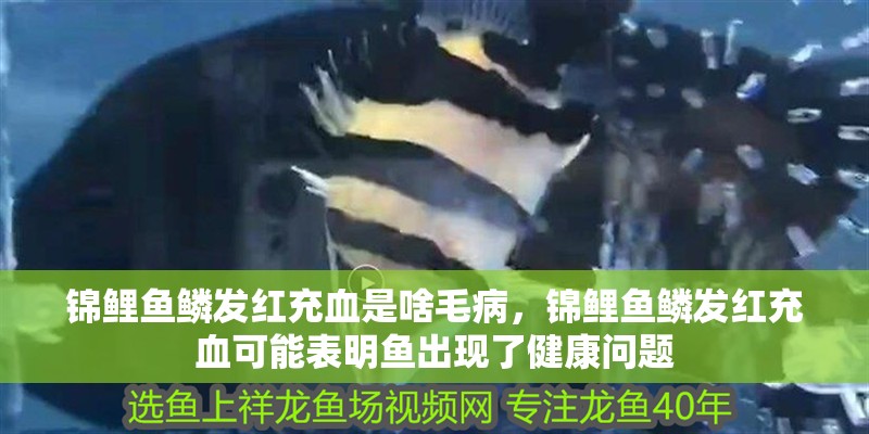錦鯉魚鱗發紅充血是啥毛病，錦鯉魚鱗發紅充血可能表明魚出現了健康問題