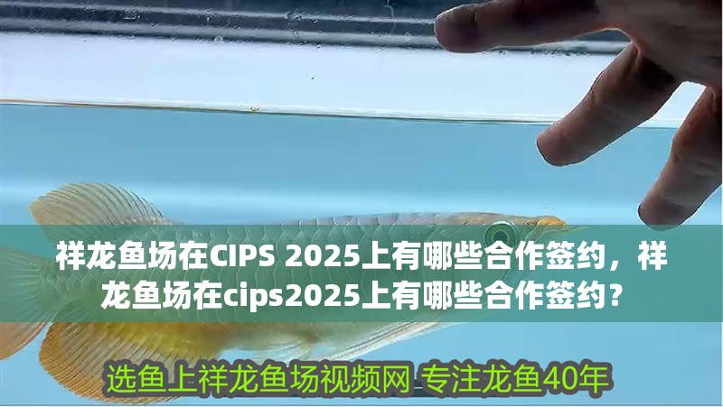 祥龍魚場在CIPS 2025上有哪些合作簽約，祥龍魚場在cips2025上有哪些合作簽約？