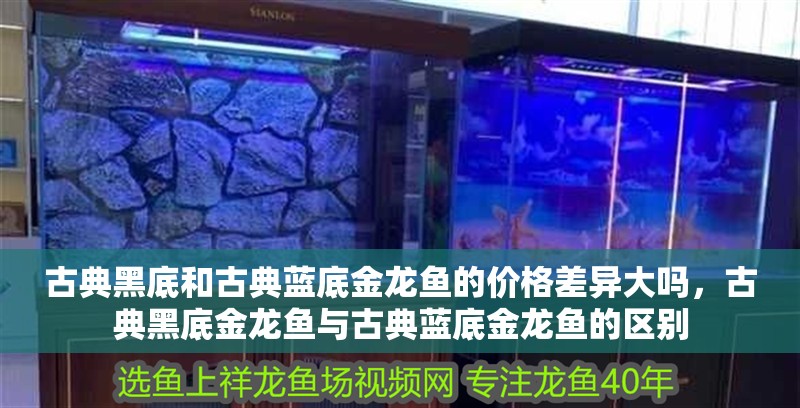 古典黑底和古典藍(lán)底金龍魚的價(jià)格差異大嗎，古典黑底金龍魚與古典藍(lán)底金龍魚的區(qū)別