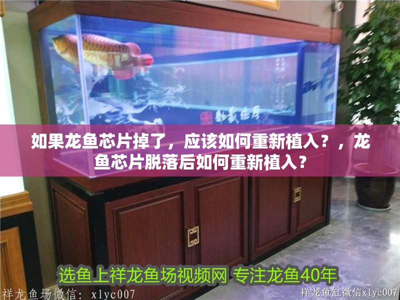 如果龍魚芯片掉了，應該如何重新植入？，龍魚芯片脫落后如何重新植入？