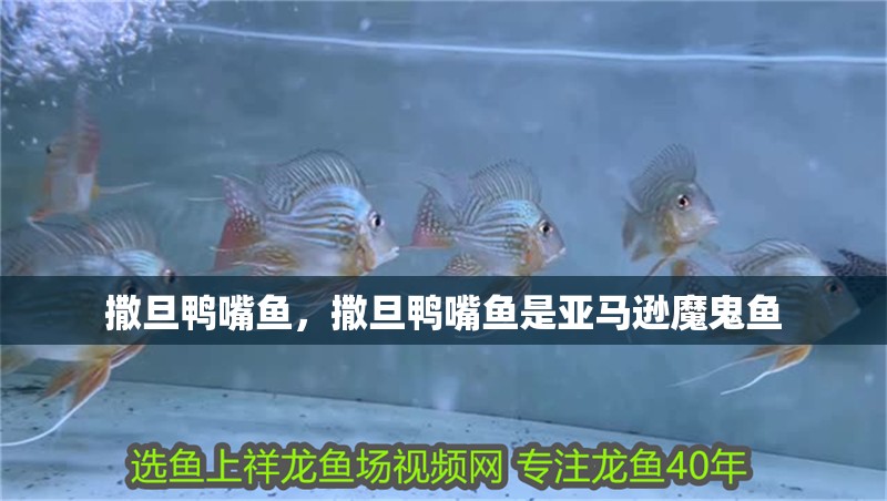 撒旦鴨嘴魚，撒旦鴨嘴魚是亞馬遜魔鬼魚
