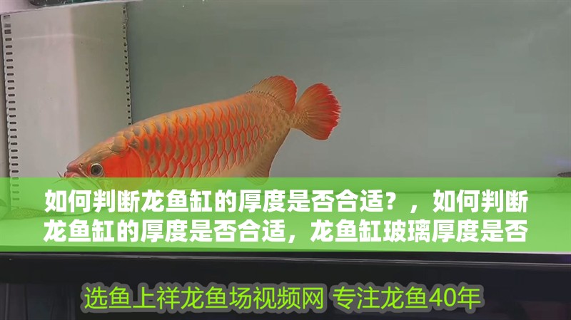 如何判斷龍魚缸的厚度是否合適？，如何判斷龍魚缸的厚度是否合適，龍魚缸玻璃厚度是否合適