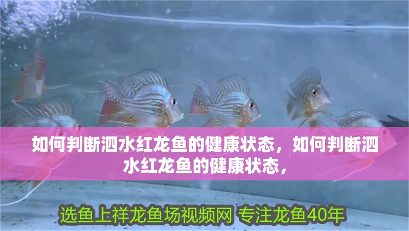 如何判斷泗水紅龍魚的健康狀態，如何判斷泗水紅龍魚的健康狀態，