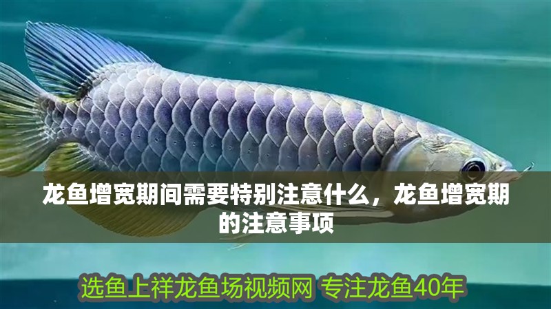 龍魚增寬期間需要特別注意什么，龍魚增寬期的注意事項