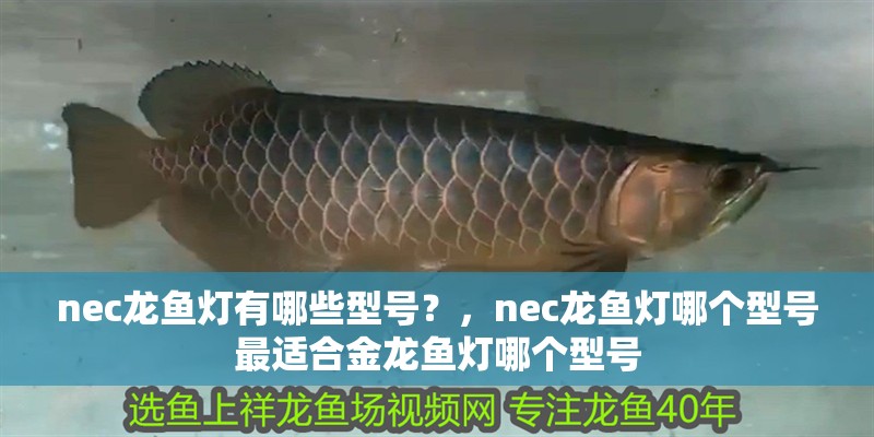 nec龍魚燈有哪些型號？，nec龍魚燈哪個型號最適合金龍魚燈哪個型號