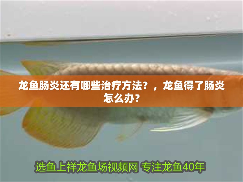 龍魚腸炎還有哪些治療方法？，龍魚得了腸炎怎么辦？