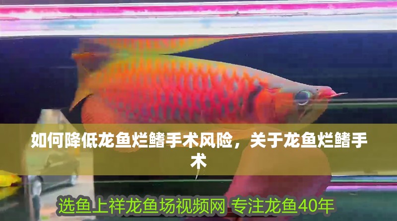 如何降低龍魚爛鰭手術風險，關于龍魚爛鰭手術