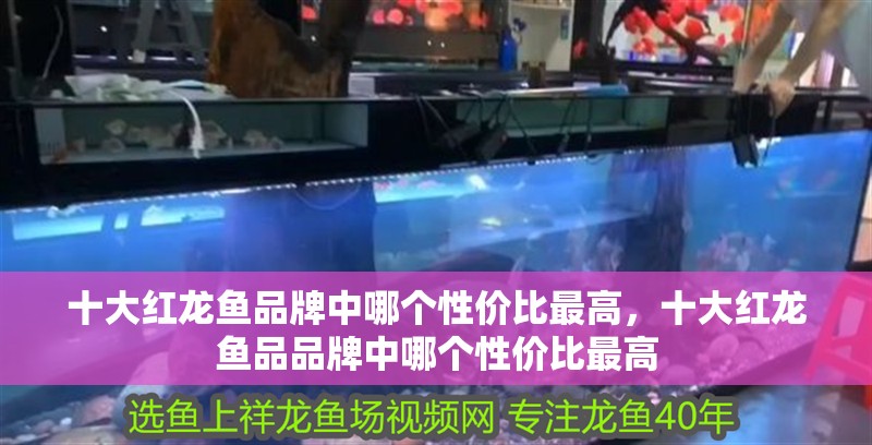 十大紅龍魚品牌中哪個性價比最高，十大紅龍魚品品牌中哪個性價比最高