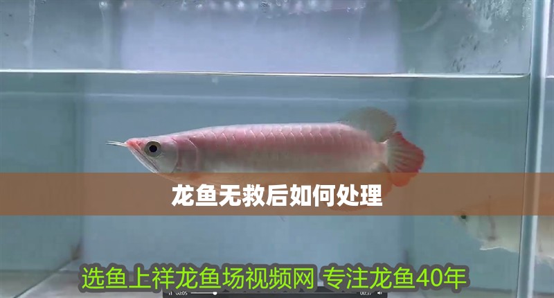 龍魚無救后如何處理