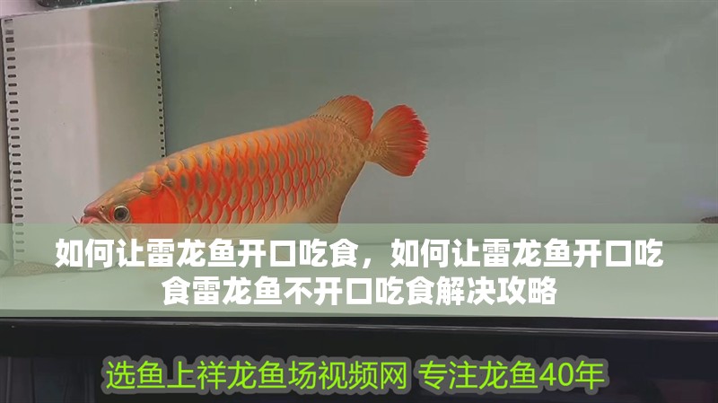 如何讓雷龍魚(yú)開(kāi)口吃食，如何讓雷龍魚(yú)開(kāi)口吃食雷龍魚(yú)不開(kāi)口吃食解決攻略