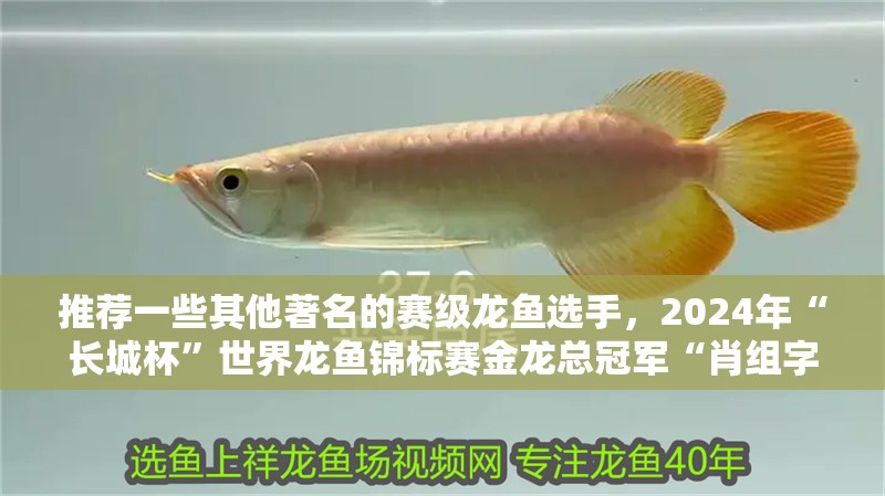 推薦一些其他著名的賽級龍魚選手，2024年“長城杯”世界龍魚錦標賽金龍總冠軍“肖組字二”