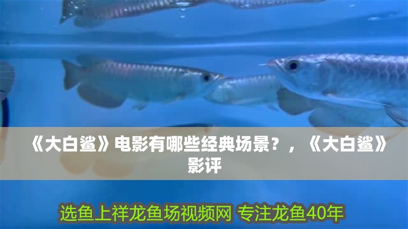 《大白鯊》電影有哪些經典場景？，《大白鯊》影評