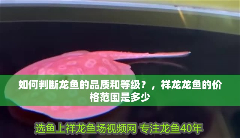 如何判斷龍魚的品質(zhì)和等級？，祥龍龍魚的價(jià)格范圍是多少