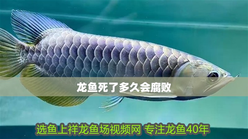 龍魚死了多久會腐敗