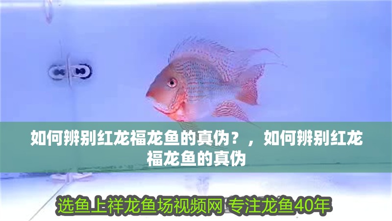 如何辨別紅龍福龍魚的真偽？，如何辨別紅龍福龍魚的真偽