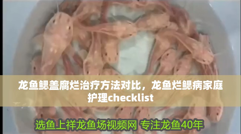 龍魚鰓蓋腐爛治療方法對比，龍魚爛鰓病家庭護(hù)理checklist