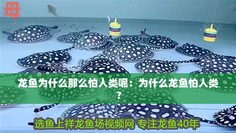龍魚為什么那么怕人類呢：為什么龍魚怕人類？