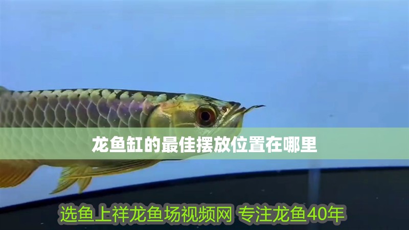 龍魚缸的最佳擺放位置在哪里