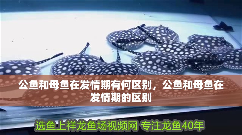 公魚和母魚在發(fā)情期有何區(qū)別，公魚和母魚在發(fā)情期的區(qū)別