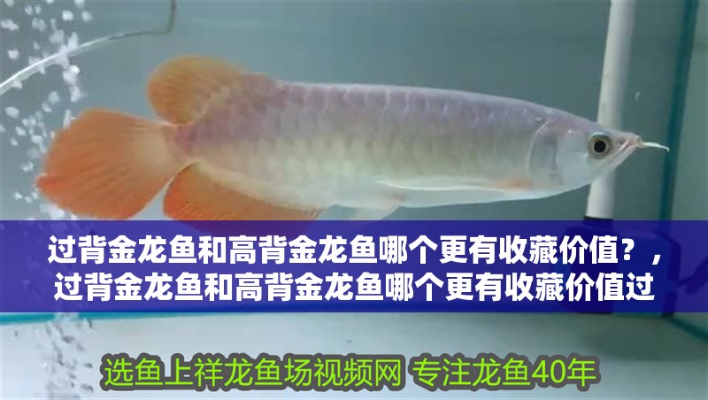 過背金龍魚和高背金龍魚哪個更有收藏價值？，過背金龍魚和高背金龍魚哪個更有收藏價值過背金龍魚哪個更有收藏