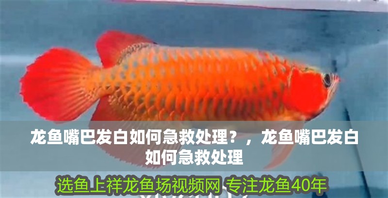 龍魚嘴巴發白如何急救處理？，龍魚嘴巴發白如何急救處理