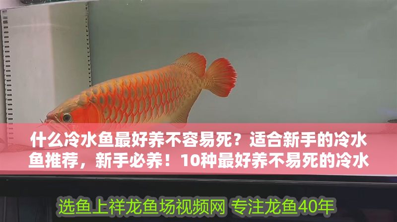 什么冷水魚最好養不容易死？適合新手的冷水魚推薦，新手必養！10種最好養不易死的冷水魚推薦