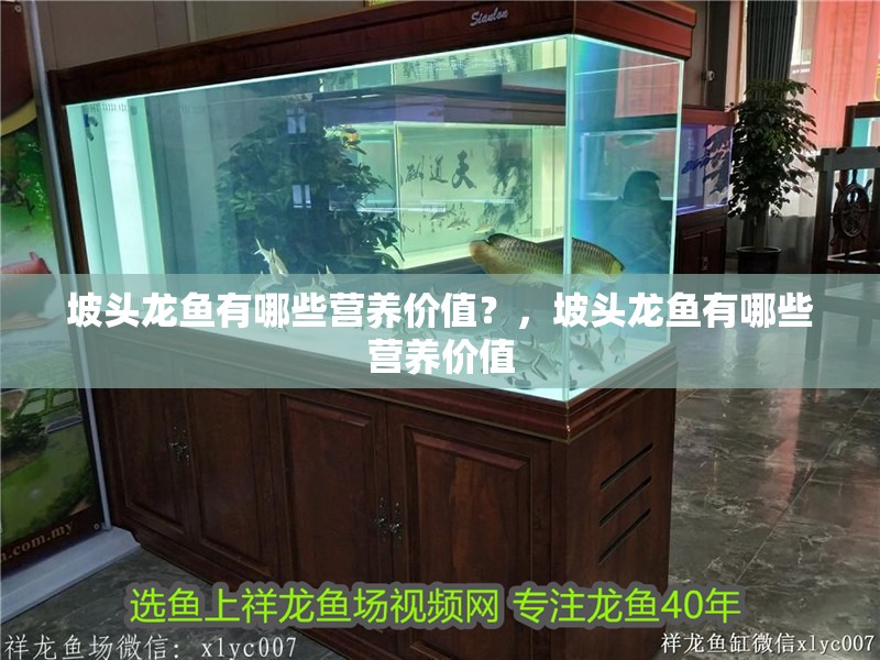 坡頭龍魚有哪些營養(yǎng)價(jià)值？，坡頭龍魚有哪些營養(yǎng)價(jià)值