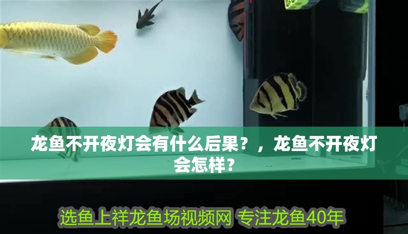 龍魚不開夜燈會有什么后果？，龍魚不開夜燈會怎樣？