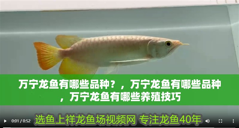 萬寧龍魚有哪些品種?,萬寧龍魚有哪些品種,萬寧龍魚有哪些養殖技巧