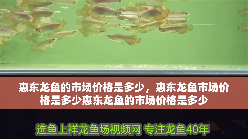 惠東龍魚的市場價格是多少，惠東龍魚市場價格是多少惠東龍魚的市場價格是多少